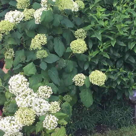 Les De Paule Thieulloy-l'Abbaye